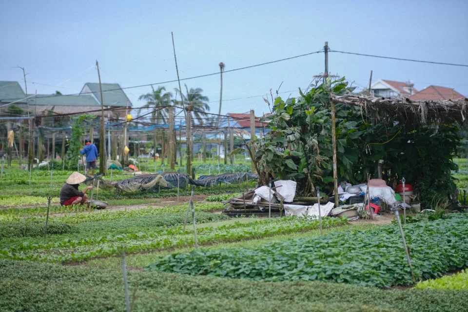 Khu sơ chế và cân hàng